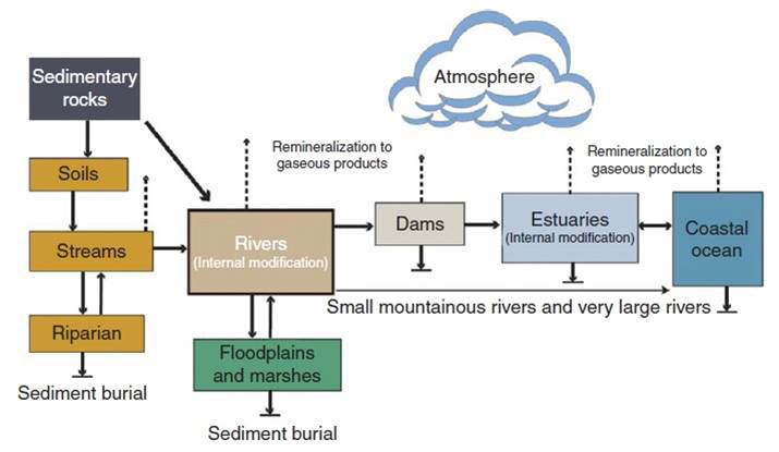 Figure 14. Potential sources and pathways of introduction of terrestrial dissolved organic carbon (DOC) and particulate organic carbon (POC) to the coastal ocean via watersheds, rivers, and estuaries. DOC and POC are the components of TOC. Also shown are the potential losses from natural (e.g. remineralization and sedimentation) and anthropogenic (e.g., damming and watershed modification) factors. Figure and caption: Bauer and Bianchi 2011