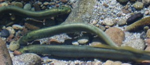Photo: Western brook lamprey  Source: Gary Susak, ODFW