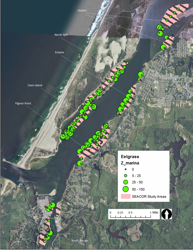 Figure 11. Eelgrass cover in the SEACOR study areas. Data: ODFW 2014. 