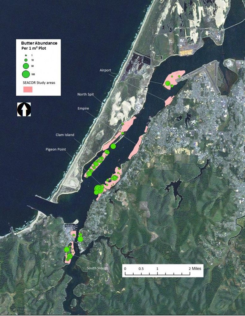 Figure 3. Butter clam abundance and distribution in SEACOR study areas. Data from Empire, Airport and North Spit sites are considered preliminary only. Data: ODFW 2014.