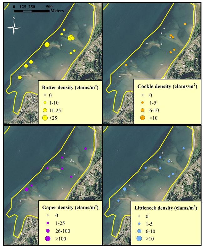 Figure 7. Clam distribution and abundance (clams/m2) at the SEACOR Pigeon Point study site. Note the difference in scale for each clam species. Data are from DAM surveys only. Data and figure: ODFW 2014. 