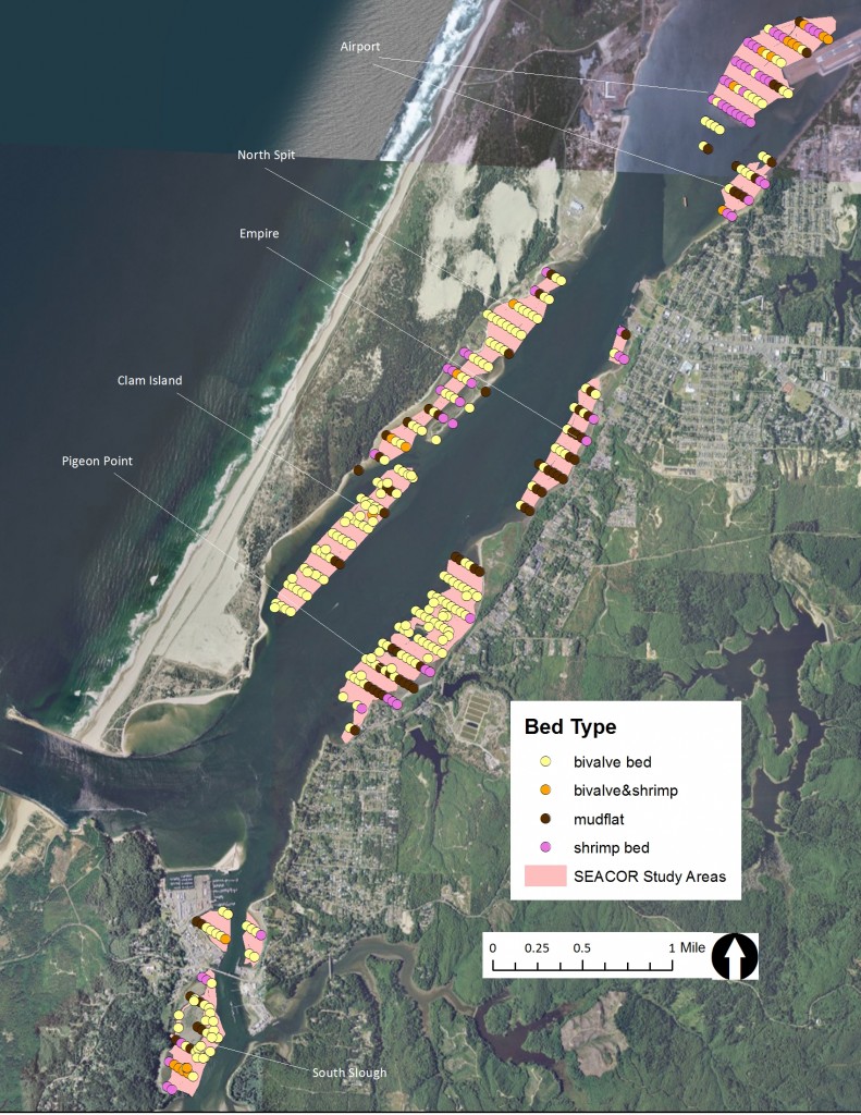 Figure 9. Intertidal bed type in the SEACOR study areas. Data: ODFW 2014. 
