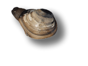  Gaper clam 
