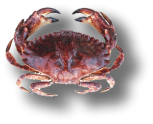 Adult Red Rock Crab
