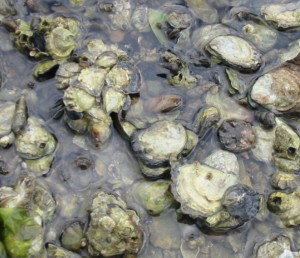 Native oysters in South Slough  