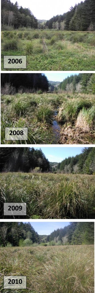 Figure 15. Progression of marsh plant community development in Anderson floodplain 2006-2010 shows continued domination of the native slough sedge (Carex obnupta) in areas of slightly less saturated wetland.  