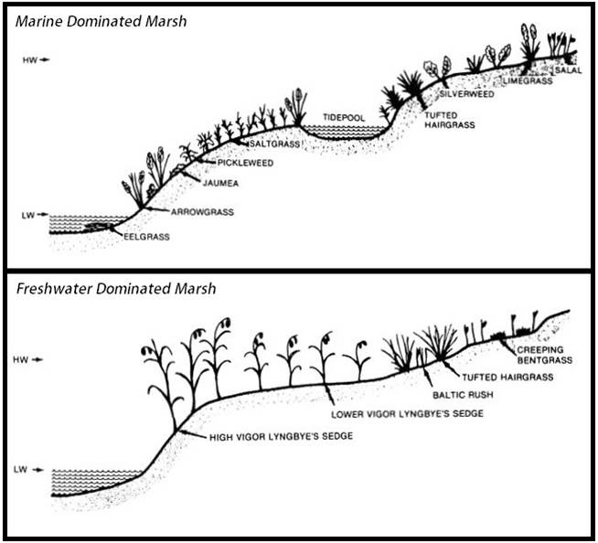 Figure 20. Typical zonation of Pacific Northwest estuarine vegetation showing the distribution of plants relative to marsh elevation. Figure: Seliskar and Gallagher 1983 