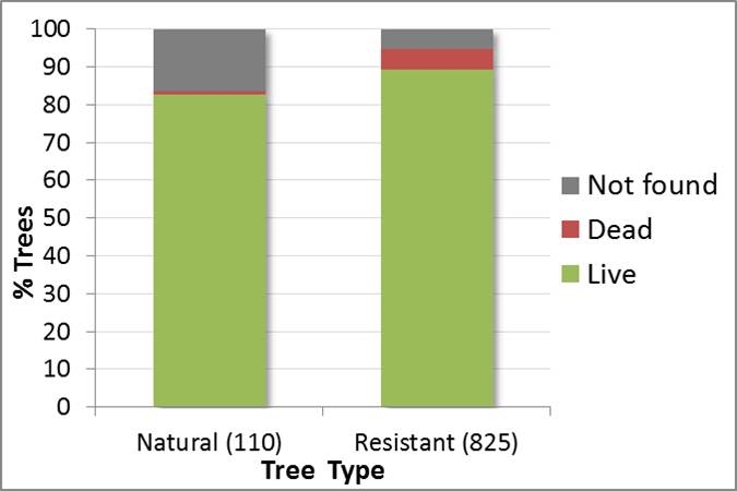 Figure 23. Percentage of Port-Orford-cedars from the 2014 survey that were live, dead or not found. Numbers next to Tree Type categories are the number of trees identified (Natural) or out-planted (Resistant) in 2013. Data: SSNERR 2014.