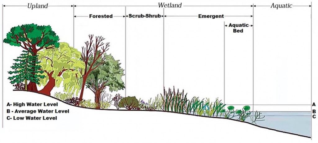 Figure 5. Schematic representation of NWI vegetation classes within a wetland setting. Image modified from Wilcox et al. 2007 