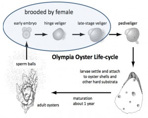 Figure 5. Life history of the Olympia oyster. GRAPHIC: Swanson n.d. 