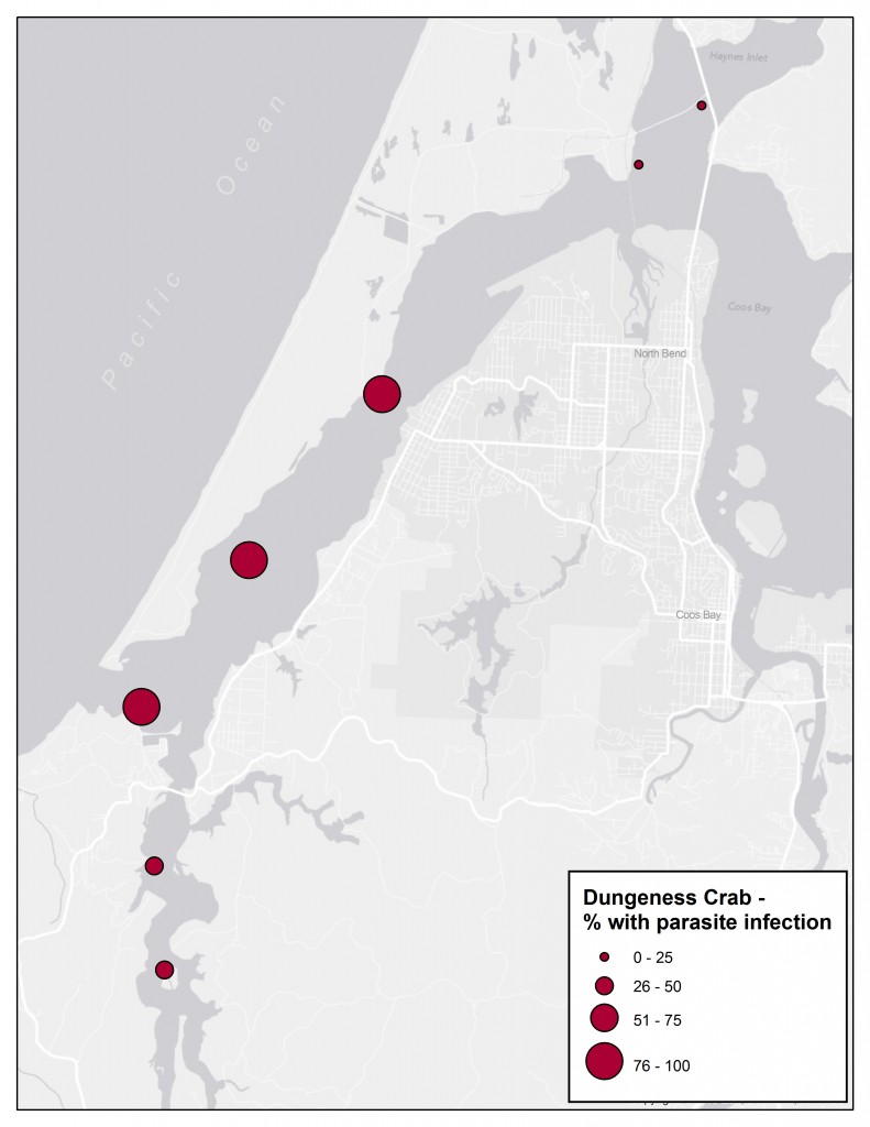 Figure 8. Study site locations from Dunn 2011, showing percentage of Dungeness crabs caught that were infected with the parasitic worm. Locations near the mouth of the estuary show higher infection rates.
