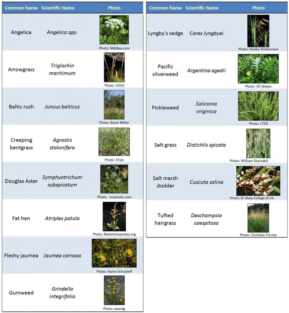 Table 5. Commonly occurring native plants in the marshes of the lower Coos estuary. 