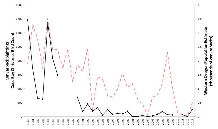 Figure 13. Indicators of canvasback abundance in the Coos estuary (black) and across western Oregon (red)(1984-2012). Data gaps in CBC data exist for years during which the Count was not conducted (2010) or not reported (1987-89). Data: Audubon 2014, Rodenkirk 2012, USFWS 2014a; Sketch: Csuti et al. 1997