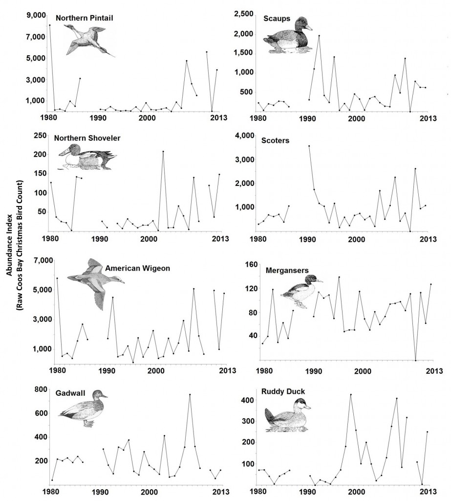 Figure 15. Common waterfowl species that display neither clearly increasing nor clearly decreasing population trends in the Coos estuary (1980-2013). “Scaups” include both the greater scaup (Aythya marila) and the lesser scaup (Anthya affinis); “Mergansers” include the hooded merganser (Lophodytes cucullatus), common merganser (Mergus merganser), and the red-breasted merganser (mergus serrator); “Scoters” include the surf scoter (melanitta perspicillata), white-winged scoter (melanitta fuscaI),and black scoter (Melanitta americana). Data: Audubon 2014, Rodenkirk 2012; Bird Sketches: Csuti et al. 1997