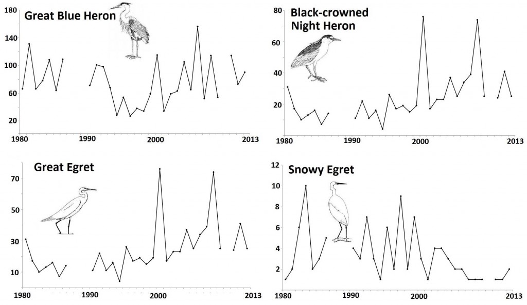 Figure 18. Common wading bird species that display neither clearly increasing nor clearly decreasing population trends in the Coos estuary (1980-2013). Data gaps in CBC data exist for years during which the Count was not conducted (2010) or not reported (1987-89).Data: Audubon 2014, Rodenkirk 2012; Bird Sketches: Csuti et al. 1997
