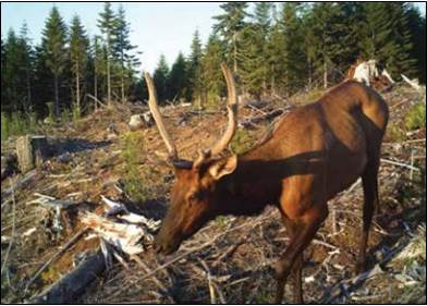 Figure 18. Deer and elk commonly browse planted seedlings in recently-reforested commercial tree plantations. Photo: Oregon Forest Research Institute 2013. 