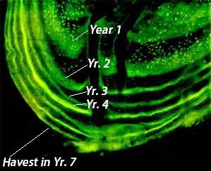 Figure 22. Biomarkers leave a stain on bears’ tooth, which fluoresces under a special light. Using a microscope, biologists are able to determine the age of a bear at the time it consumes the biomarker and calculate the year the bait was ingested. The bright florescent annular ring in the example above indicates that a biomarker was consumed 3 years prior to harvest. A second florescent ring (unmarked in yr. 6) shows the consumption of an additional marker the year before harvest. Although bears may consume multiple biomarkers throughout their lifetime, it is unlikely that they will consume more than one annually due to the large distance between baits.  