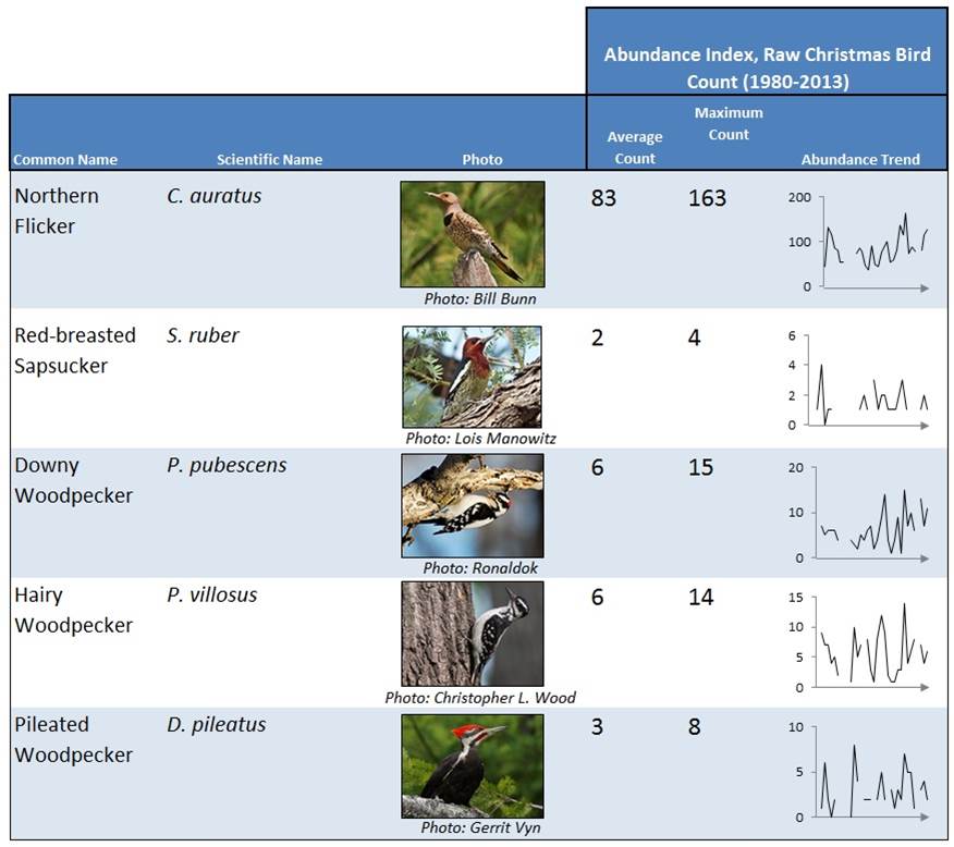 Table 4. This table summarizes raw CBC data for some of the most commonly occurring woodpeckers in the Coos estuary. Time series graphs (right) showing increasing trends (1980-2013) are presented. Data: Audubon 2014, Rodenkirk 2012; Photos: Cornell 2014