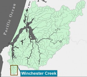 Figure 3. Location of beaver dams (pale yellow) on Winchester Creek in the South Slough Subsystem. The survey revealed 140 dams distributed in clusters and occurring in each tributary of the creek. Data and Figure: Nordholm and Miller 2008