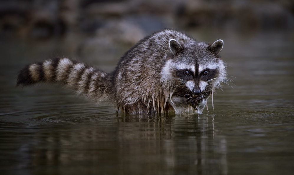 Figure 4. A juvenile raccoon foraging in an intertidal environment in British Columbia. Photo: CBParker, avatarlogs.com 