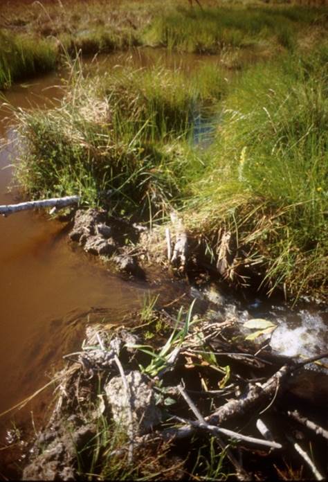 Figure 6. A beaver dam on Cox Creek in the South Slough Subsystem illustrates the beaver’s ability to use a variety of materials to impound water.