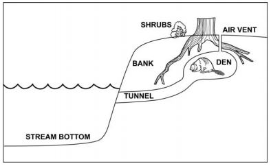 Figure 7. Beavers often construct occupy dens, which are often dug into the side of a stream bank and provide access to habitat via an underwater opening. Dens provide shelter and serve as a nursery for their young. Figure: ODFW n.d.