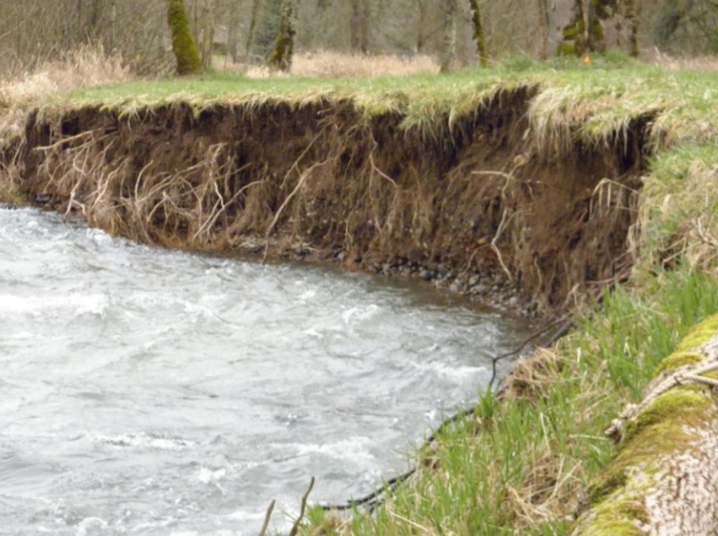 Figure 29. An eroding stream bank on the Oregon coast, which has been facilitated by the removal of stream bank vegetation. Source: Clackamas County Soil and Water Conservation District 2015 