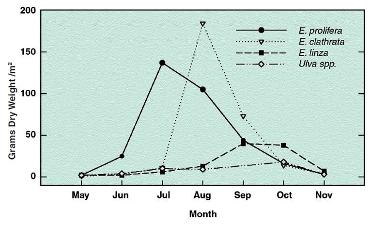 Figure 6. Changes in species composition of green algal mats sampled in the South Slough Subsystem during the growing season of 1982. Figure and caption: Rumrill 2008 adapted from Pregnall 1983. 