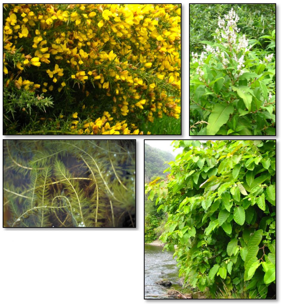 Figure 12. Established species with limited distribution in the project area that have the greatest potential impacts to the project area (clockwise from top left): gorse (Ulex europaeus); Himalayan knotweed (Polygonum polystachyum); giant knotweed (Polygonum sachalinense); and Eurasian watermilfoil (Myriophyllum spicatum). Photos: ODA 2014a