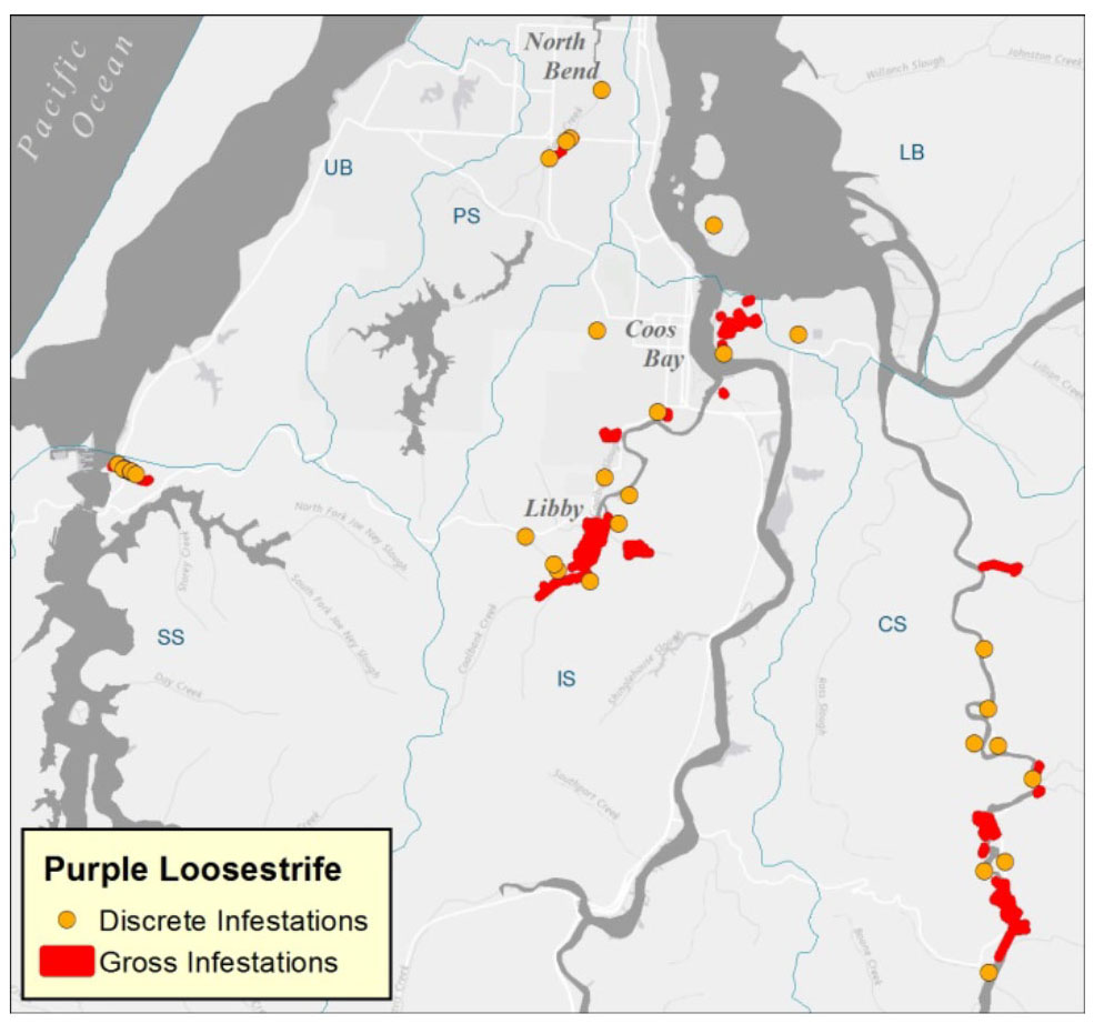 Figure 14. Discrete (small, isolated) and Gross (large, dense) infestations of purple loosestrife (Lythrum salicaria) in the project area as surveyed by Coos Watershed Association staff in 2014. Subsystems: SS = South Slough; LB = Lower Bay; UB = Upper Bay; PS = Pony Slough; IS = Isthmus Slough; CS = Catching Slough. Source: CoosWA 2014b