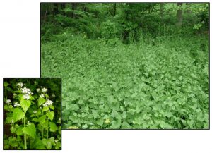 Figure 3. Thicket of garlic mustard (Alliaria petiolata) and close-up of flowers. Photos: ODA 2014a; EDDMapS 2014.