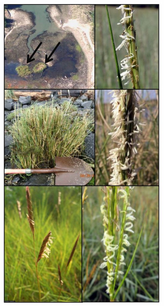 Figure 2. Top left: Smooth cordgrass (Spartina alterniflora) clones (black arrows) at Barview Wayside in 1995. Top right: close-up of a flowering smooth cordgrass seed head which never developed at Barview Wayside. Middle left: Dense-flowered cordgrass (Spartina densiflora) in Coos Bay near Jordan Cove (2013). Middle right: Close-up of dense-flowered cordgrass flowering head. Bottom left: Saltmeadow cordgrass (Spartina patens). Bottom right: Common cordgrass (Spartina anglica).