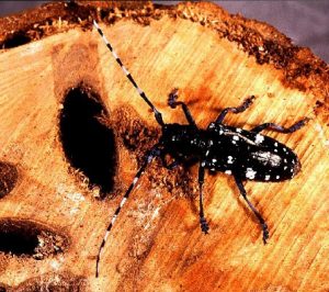 Asian long-horned beetle deposits eggs in firewood. Photo: Environmental News